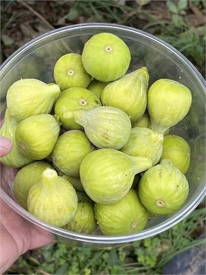 Unrooted Fig Cutting – JH Adriatic Ficus carica Branch with 3+ Nodes, 8 Inch Propagation Plant