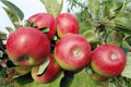 Candy Crisp Apple Scionwood Cuttings Set of 10 for Grafting - Malus domestica 'Candy Crisp' Unrooted Apple Scion Wood