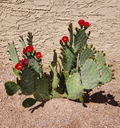 Opuntia Fruit Punch Hybrid Prickly Pear Cactus Pad Cutting - 1 Live Segment