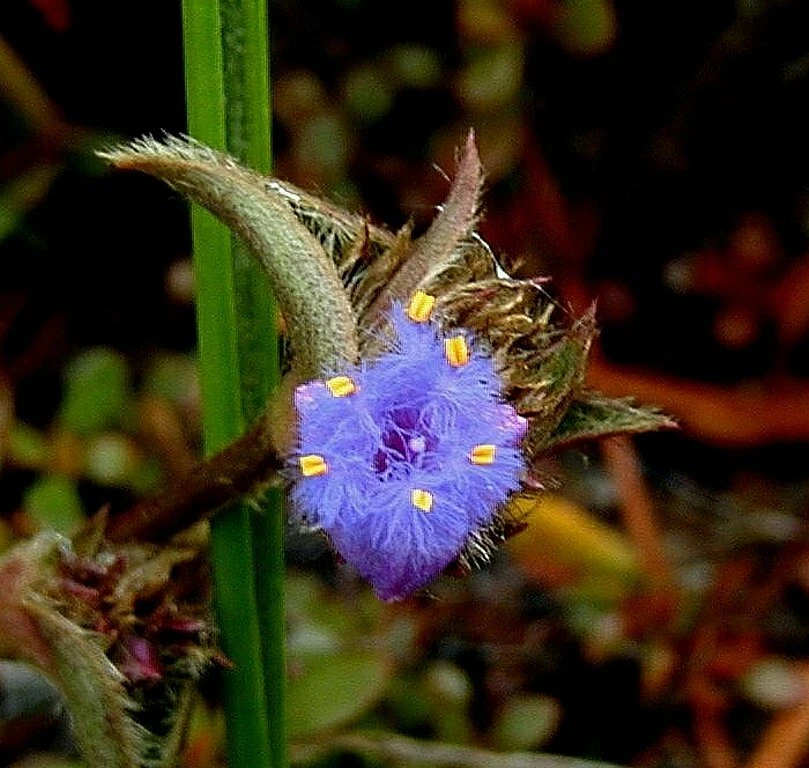 Tradescantia Somaliensis Indoor Houseplant - Miniature Desert Spiderwort with Fuzzy Green Foliage