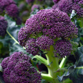 Purple Sprouting Broccoli Seeds – 150 Heirloom Brassica Oleracea for Winter Harvest, Cool-Season Vegetable Seeds