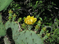 Engelmanns Prickly Pear Cactus Cutting Opuntia Engelmannii Unrooted Pad for Propagation