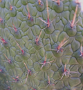 Consolea Moniliformis Cactus Cutting Live Unrooted 8-10 Inch Opuntia Propagation