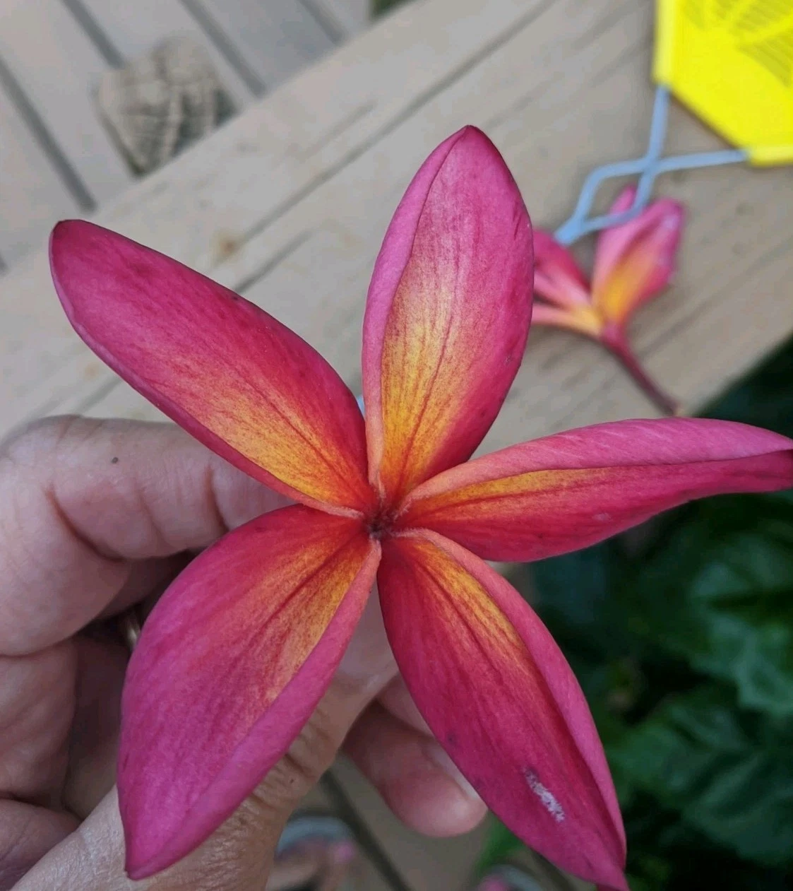Pink and Yellow Plumeria Cuttings – 2 Unrooted Starter Cuttings, 13+ Inches, Frangipani, Tropical Flowering Tree