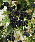 Natchez Thornless Blackberry Starter Plugs – 3 Plants, Rubus ‘Natchez’, Thornless Fruit Shrub for Garden or Container Planting
