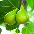 Lattarula Italian Honey Fig Cuttings Set of 5 for Rooting and Propagation | Ficus carica ‘Lattarula’