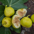 White Marseille Fig Cuttings – 2 Ficus Carica Unrooted Propagation Cuttings with Willow Water