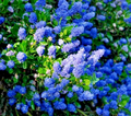 California Lilac Cuttings – 3 Unrooted 6-Inch Ceanothus Native Flowering Shrub for Propagation