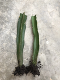 Red Dragon Fruit Rooted Cuttings - Live Pitaya Cactus Plants Set of 2