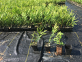 Green Giant Thuja Live Plants, 25 Fully Rooted Arborvitae in Pots, 10–14 Inches Tall, Evergreen Privacy Screen, Landscape Border