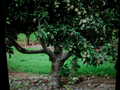 Granny Smith Apple Tree Cuttings - Live Unrooted Semi Dwarf Propagation Material - Malus domestica