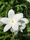White Plumeria Cuttings – 4 Unrooted Frangipani Propagation Sticks, 8–12 Inch Tropical Flowering Plant Starter