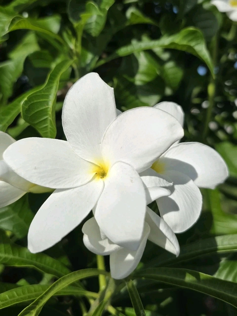 White Plumeria Cuttings – 4 Unrooted Frangipani Propagation Sticks, 8–12 Inch Tropical Flowering Plant Starter