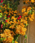 California Gold Bougainvillea Rooted Plants – Set of 2 Live Vines, Golden Yellow Bracts, Climbing, No Pot, Garden or Container Growing