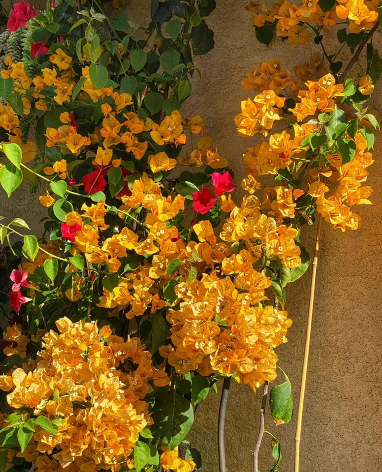 California Gold Bougainvillea Rooted Plants – Set of 2 Live Vines, Golden Yellow Bracts, Climbing, No Pot, Garden or Container Growing