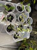 Hoya lyi Prism Cuttings – Live Variegated Hoya Plant in Rooting Process, Indoor Houseplant, Trailing Foliage, Rare Tropical Plant
