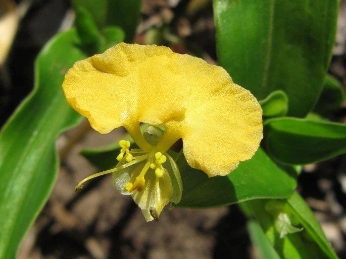 Commelina Africana Cuttings – Yellow Spiderwort Trailing House Plant Propagation Live Indoor Plant