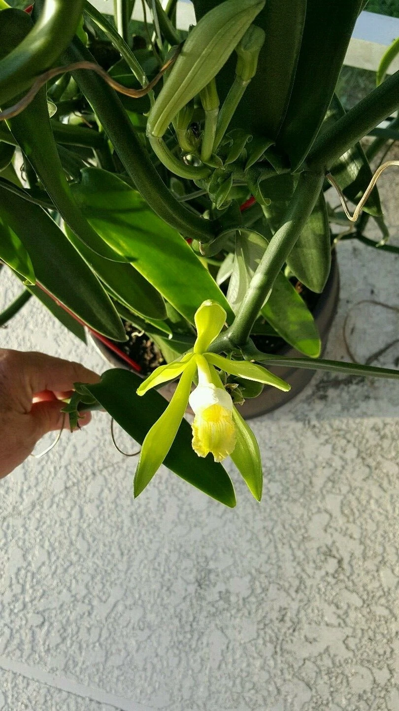 Vanilla Bean Orchid Unrooted Cutting – Vanilla planifolia 12 Inch Live Vine for Propagation