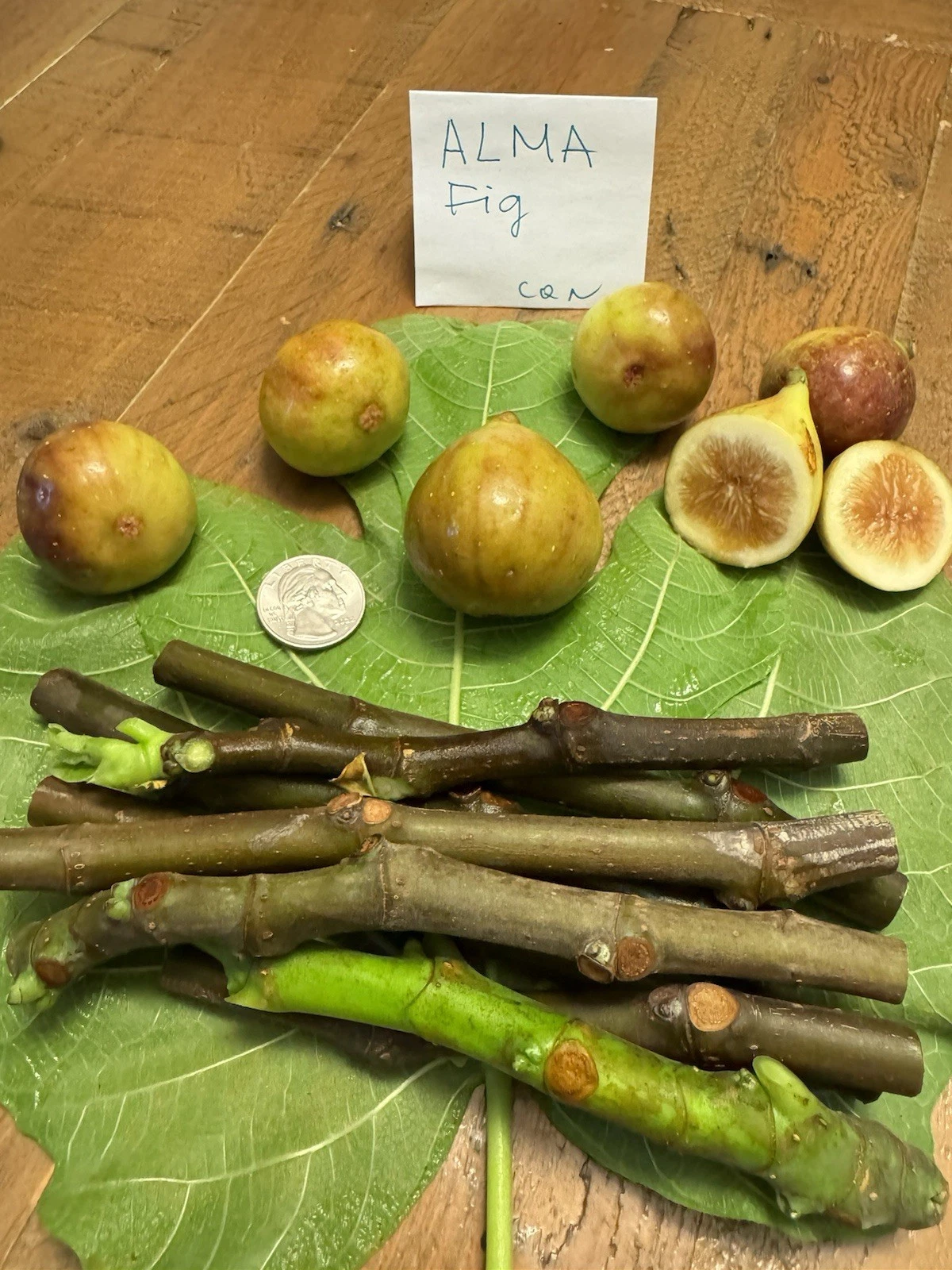 Alma and Desert King Fig Cuttings – 6 Unrooted Ficus carica Cuttings for Propagation