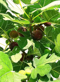 Hardy Chicago Fig Tree Cuttings – 5 Organic Unrooted Ficus carica Propagation Material for Cold Hardy Outdoor or Container Growing