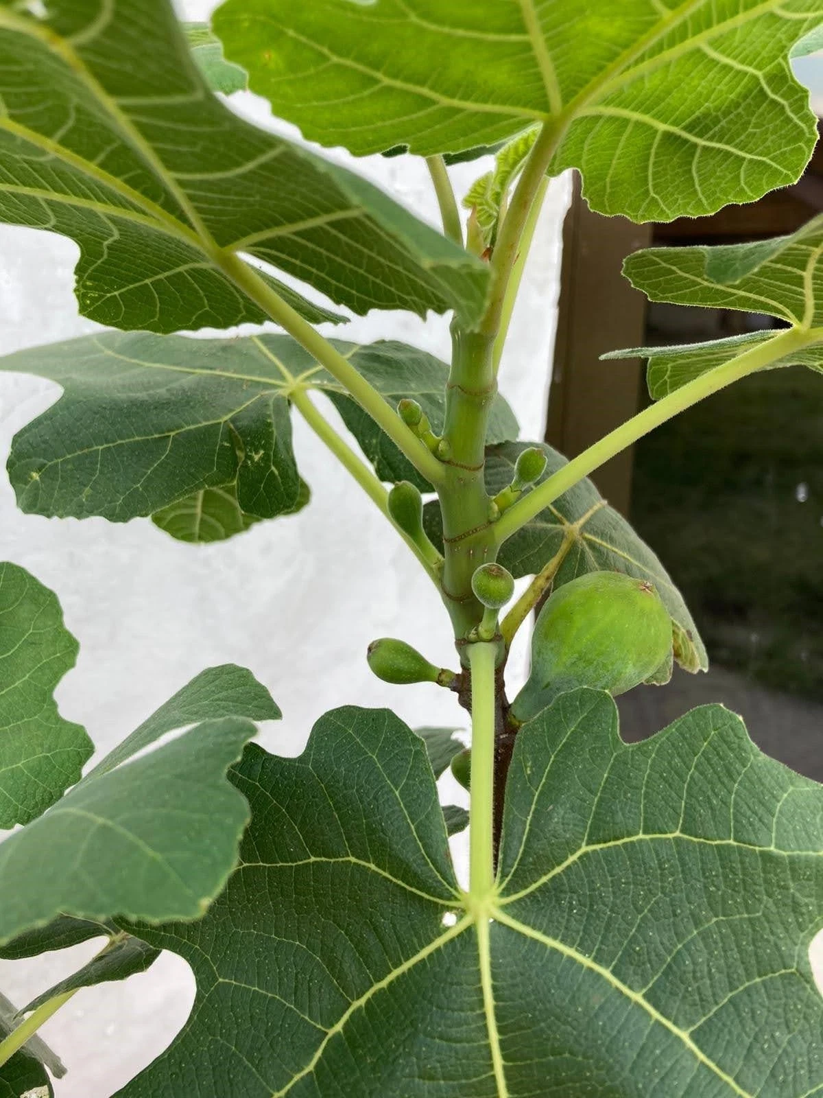 Chicago Hardy Fig Tree Cuttings Set of 3 | Ficus carica ‘Chicago Hardy’ | Cold Hardy Fig Propagation Material
