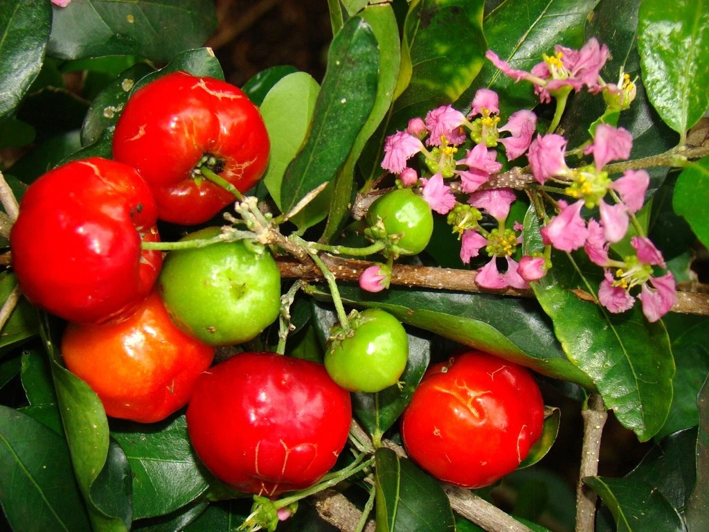 Barbados Cherry Seeds – Malpighia emarginata Acerola Fruit Tree Seeds, Tropical Plant, 10 Seeds