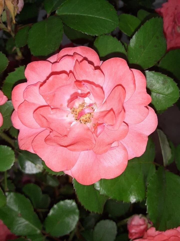 Coral Floribunda Rose Cuttings – Unrooted Propagation Material for Garden and Landscape Rosa shrub