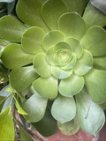 Aeonium Arboreum Succulent Rosette Cuttings Set of 3 Large 3–10 Inch Live Rosettes for Propagation and Container Planting