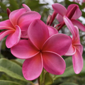 Royal Hawaiian Pink Plumeria Cuttings Set of 2 – Unrooted Frangipani Propagation Material, Pink Flowers, Plumeria rubra