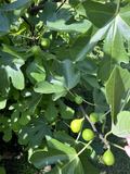 Sicilian White Fig Tree Cuttings – Ficus carica Unrooted Cuttings from Mature Tree