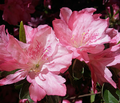 Pink and White Azalea Cuttings Set of 7 Unrooted Rhododendron Propagation for Grafting or Rooting