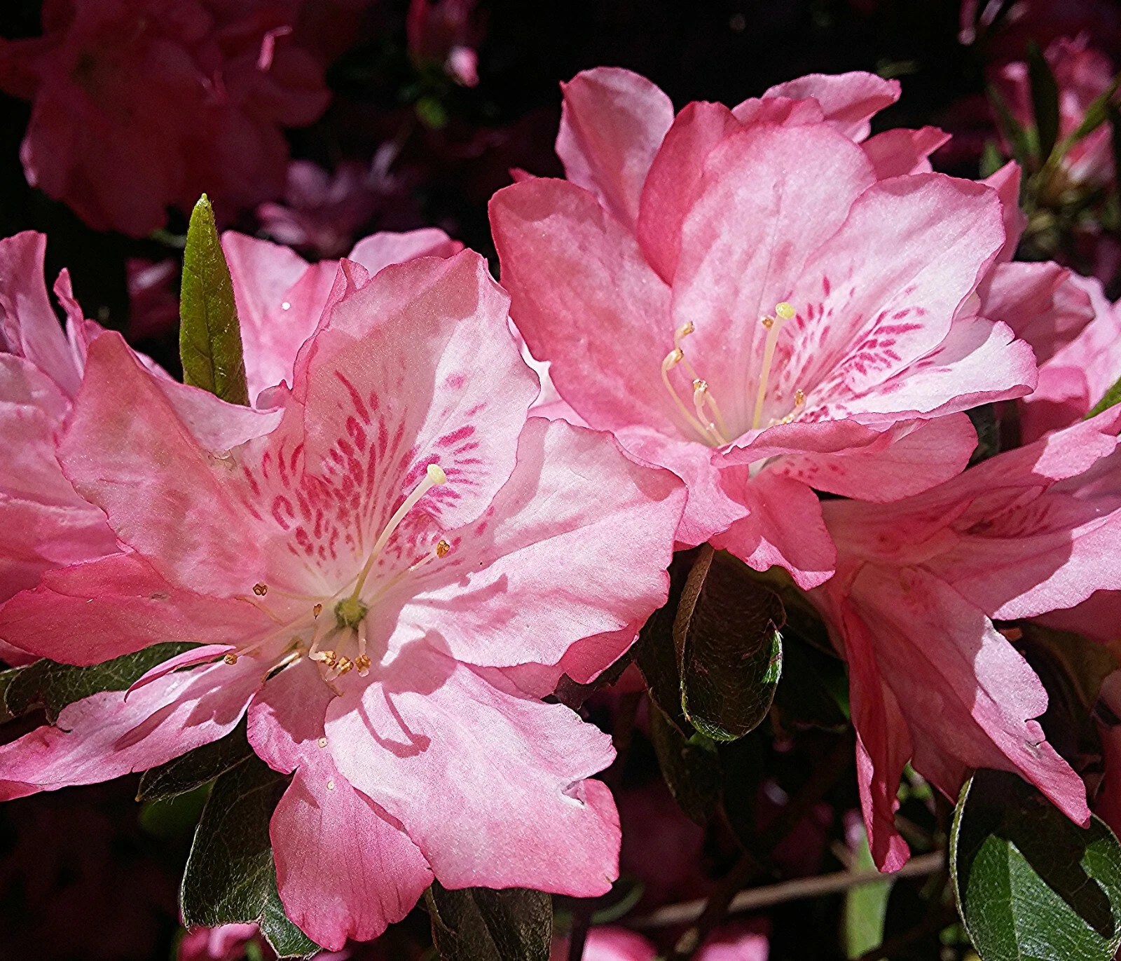 Pink and White Azalea Cuttings Set of 7 Unrooted Rhododendron Propagation for Grafting or Rooting