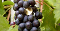 Muscat Bleu Grape Vine Cuttings – 5 Unrooted Vitis Vinifera Cuttings for Rooting or Grafting
