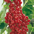 Red Lake Currant Rooted Cuttings - Ribes Rubrum ‘Red Lake’ Fruit Shrub for Garden & Containers