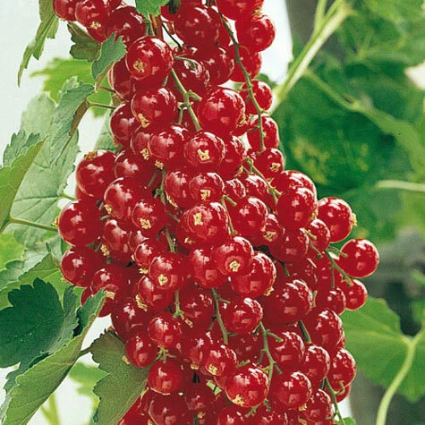 Red Lake Currant Rooted Cuttings - Ribes Rubrum ‘Red Lake’ Fruit Shrub for Garden & Containers