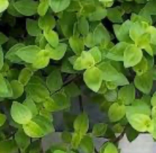 Dwarf Tradescantia repens Cuttings – 50 Unrooted Propagation Plantlets for Hanging Baskets, Containers, Ground Cover