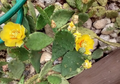 Prickly Pear Cactus Pads – 9 Live Opuntia Unrooted Pads with Yellow Flowers for Outdoor Cold Hardy Cactus Garden & Xeriscaping