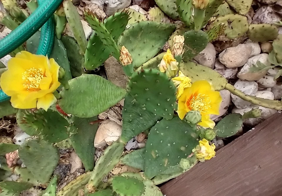Prickly Pear Cactus Pads – 9 Live Opuntia Unrooted Pads with Yellow Flowers for Outdoor Cold Hardy Cactus Garden & Xeriscaping