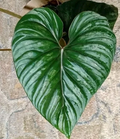Philodendron plowmanii Unrooted Cutting – Tropical Aroid Propagation Plant for Indoor Growing
