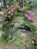 Peggy Martin Rose Cuttings – 10 Unrooted Pink Rose Clippings for Propagation, Rosa ‘Peggy Martin’ Climbing Shrub