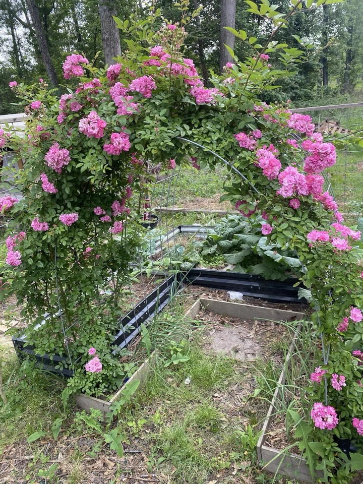 Peggy Martin Rose Cuttings – 10 Unrooted Pink Rose Clippings for Propagation, Rosa ‘Peggy Martin’ Climbing Shrub