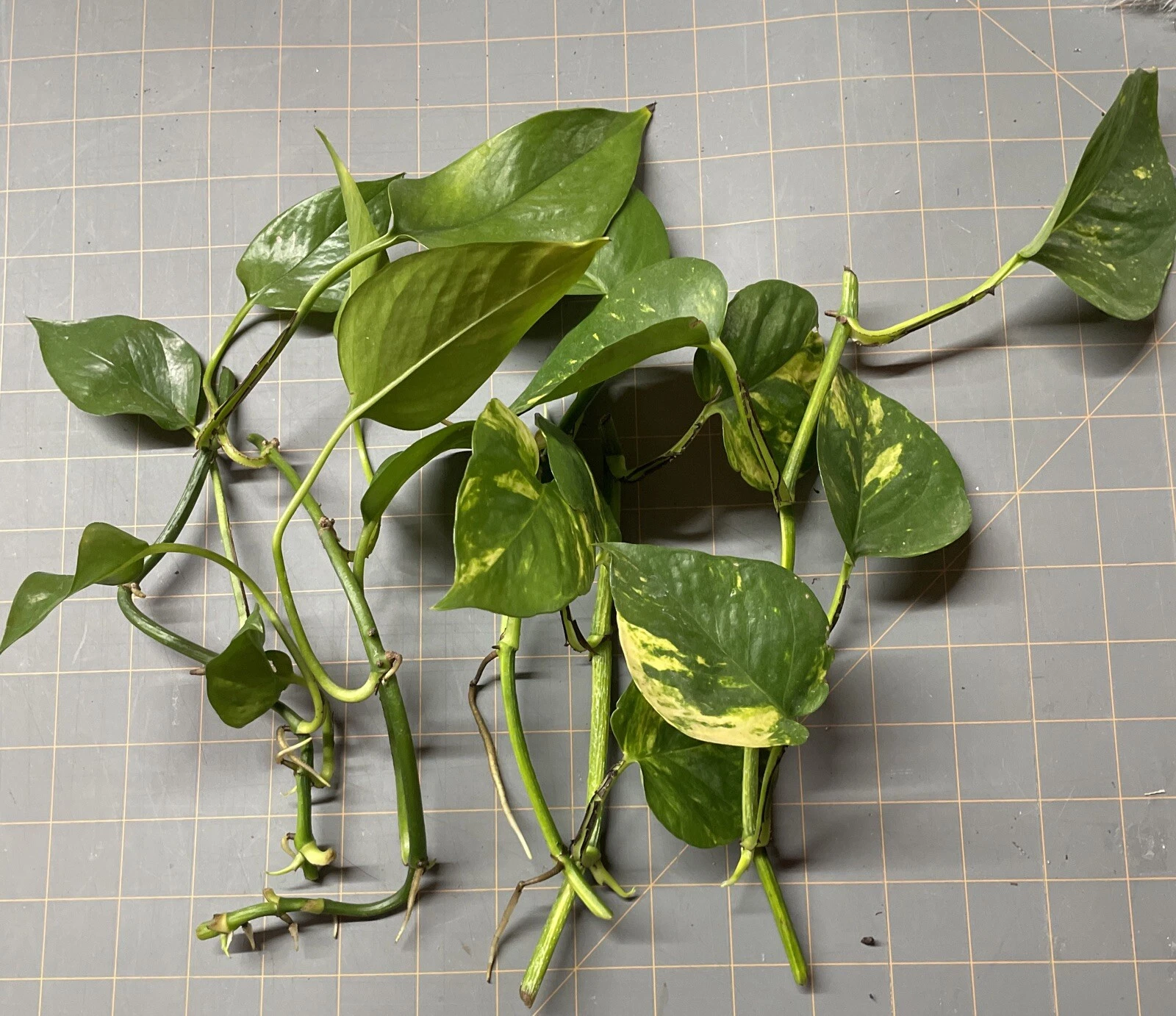Golden Pothos Rooted Cuttings Set of 5 – Live Epipremnum Aureum Houseplants for Indoor Vining and Hanging Planters