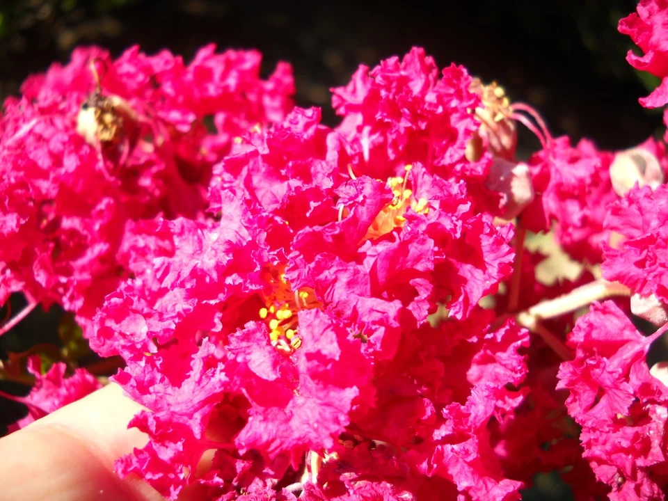 12 Unrooted Crape Myrtle Cuttings Red Pink Raspberry Lagerstroemia for Propagation