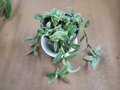 Tradescantia Albovittata Sanna Plant Cuttings - Variegated Indoor Trailing Houseplant