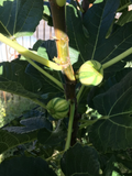 Unrooted Fig Tree Cuttings Set of 6 - Bordissot Blanca Rimada Ficus Carica Scions for Propagation and Grafting