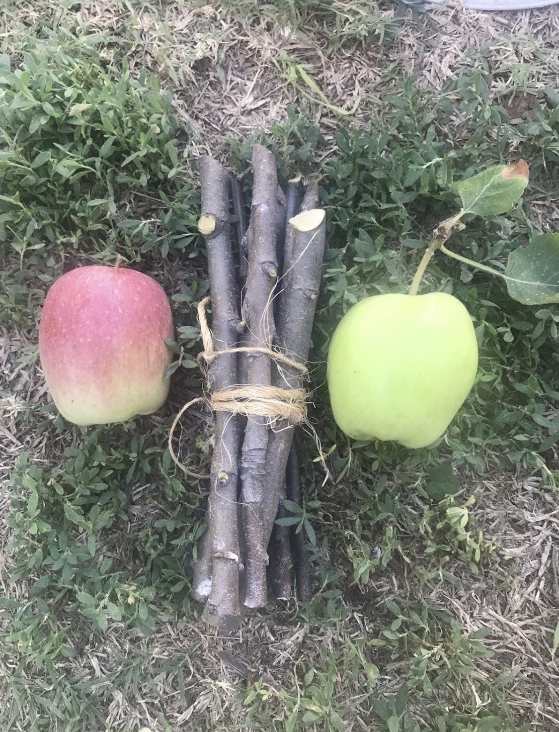 Apple Tree Cuttings Set of 3 Organic Unrooted Live Branches for Grafting & Propagation