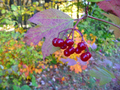 Highbush Cranberry Cuttings – 5 Unrooted Viburnum trilobum 8 Inch Propagation Shrubs for Outdoors