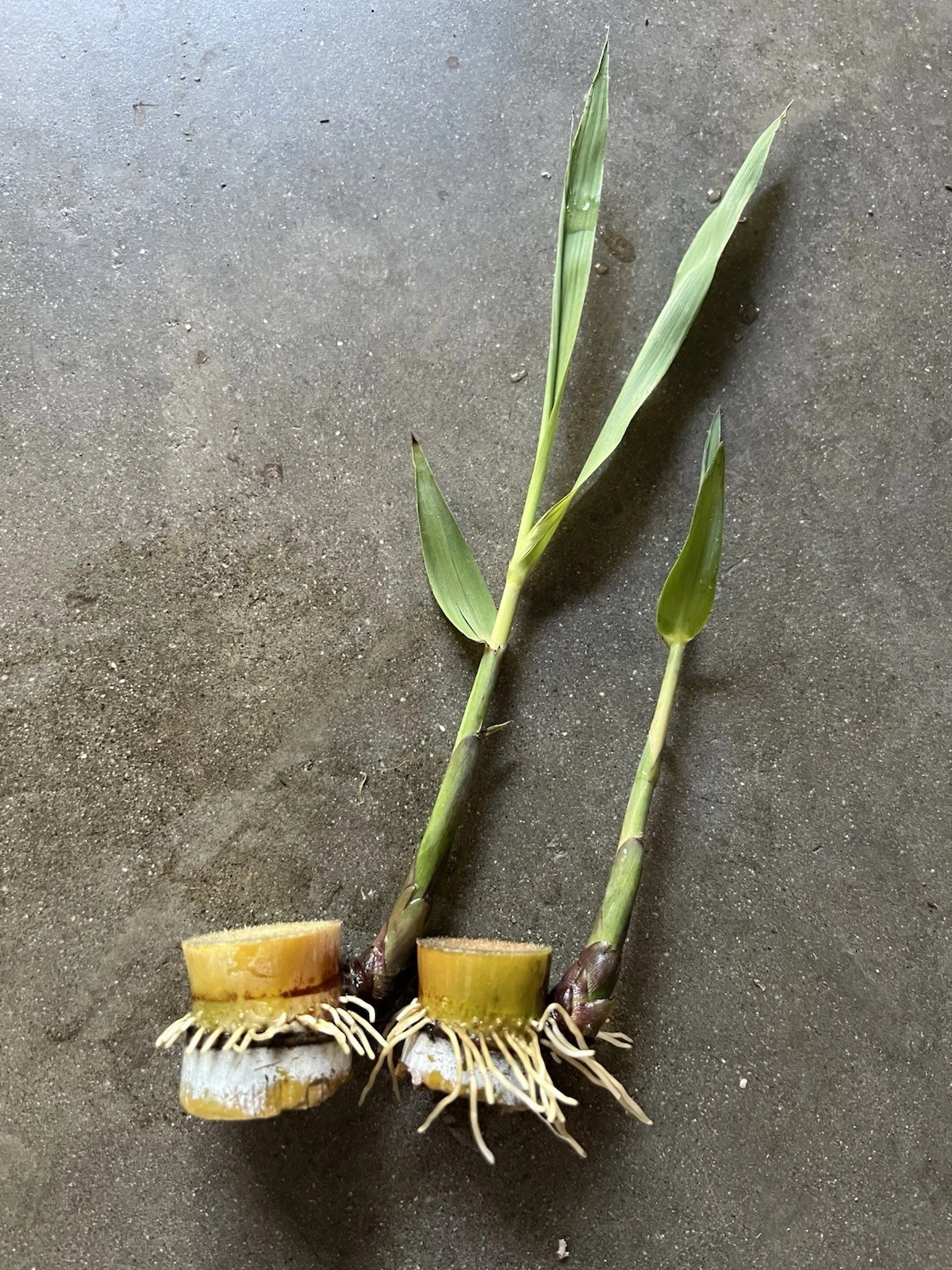 Rooted Sugarcane Cuttings – Saccharum officinarum Live Plants for Tropical Garden & Container Growing