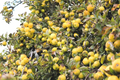 Golden Delicious Apple Tree Scion Cuttings - Unrooted Malus domestica Grafting Material Set of 11