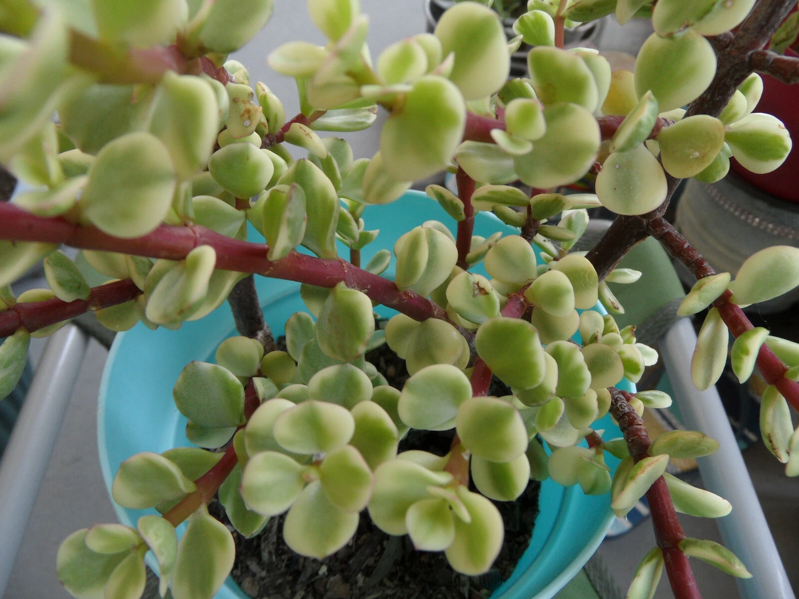 Variegated Spekboom Cuttings – 3 Unrooted Succulent Propagation Cuttings, Creme & Green, Portulacaria afra ‘Variegata’